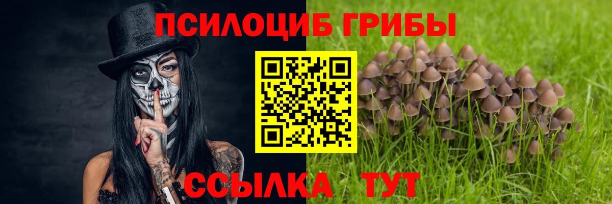 Брянск  Псилоцибиновые грибы прущие грибы  Вход с VPN 